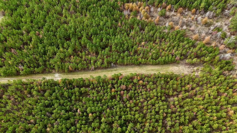 17+/- Acre Homesite and Hunting Property for Sale in Lasalle