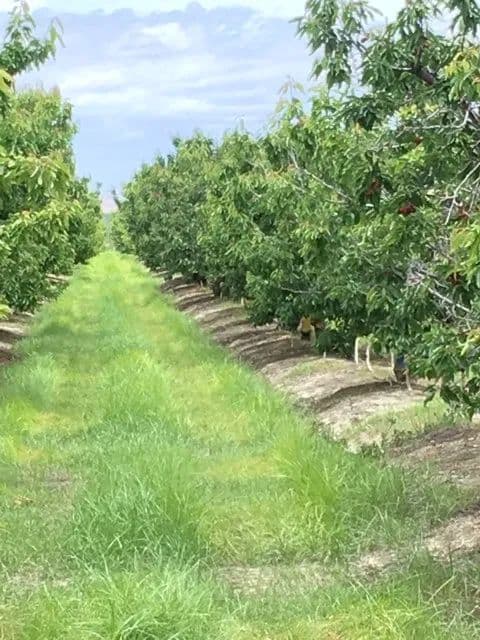 Andiamo Farms Cherry Orchard Offering, Arvin, California