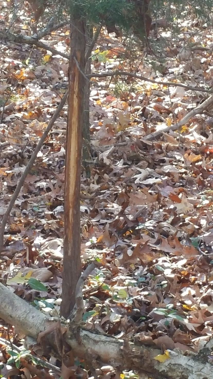 90 acres of prime hardwood timber hunting land