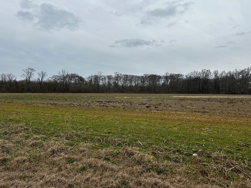 LA - Richland 40 acres +/-