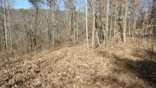 5 AC WITH MTN VIEW / SPRING – STREAM / BUILDING SITE / EASY ACCESS