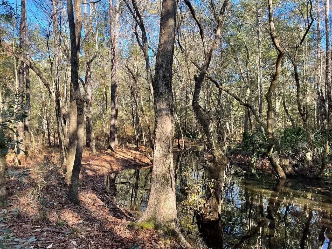 Ochlockonee River Place in Tallahassee, Florida - photo 13