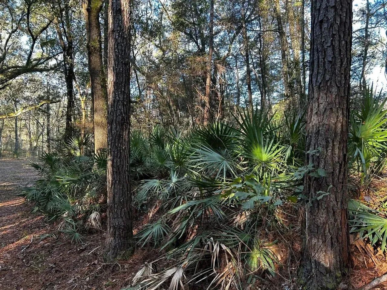 Ochlockonee River Place in Tallahassee, Florida - photo 4