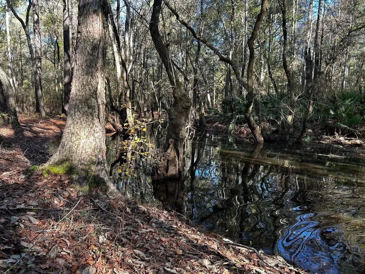 Ochlockonee River Place in Tallahassee, Florida - photo 12