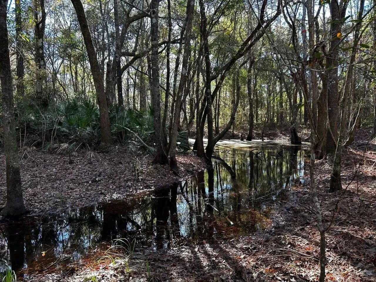Ochlockonee River Place in Tallahassee, Florida - photo 14
