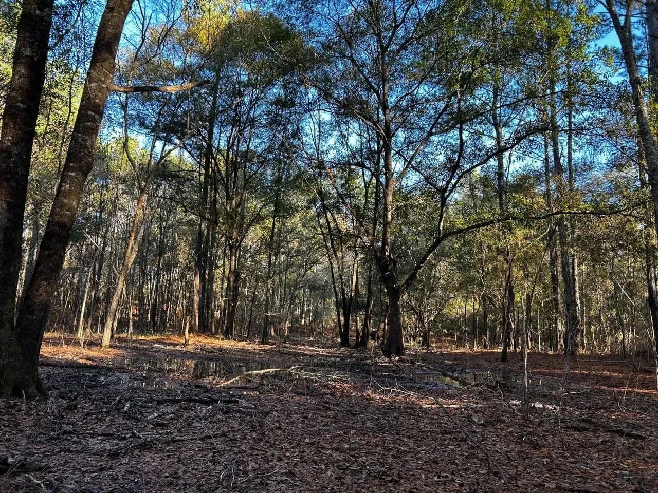 Ochlockonee River Place in Tallahassee, Florida - photo 11