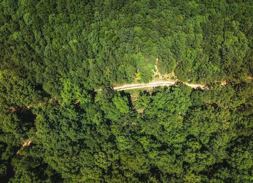 Land &amp; Timber 60