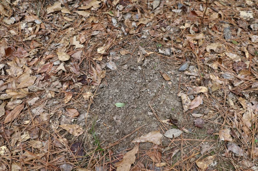 MS - Perry 40 acres +/-