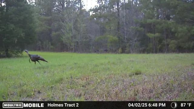 363.52 Acres in Holmes County, MS