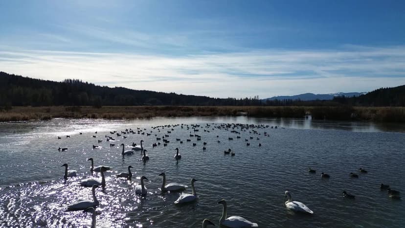 Lincoln Creek Mallard Crossing