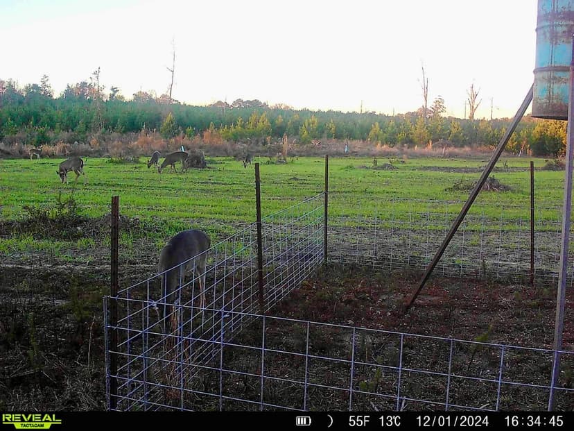127 Acres in Jasper County, MS