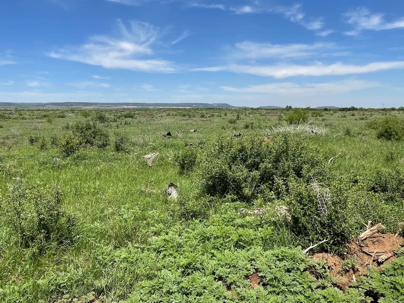 Price Improvement!  341.8 Acres, Taylor County