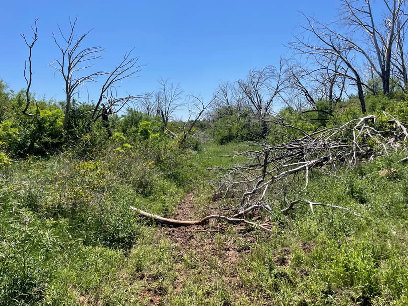 Available!! 141 Acres, Taylor County