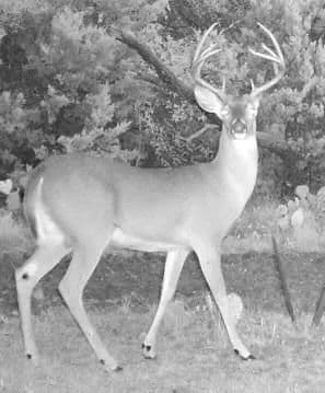 TBD County Road 382, Carlton, Texas 76436