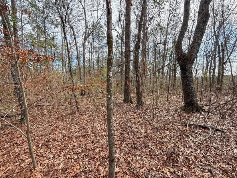 Shelby County Wooded Lot (Lot 4)