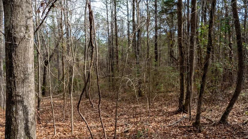 Wooded Lot Shelby County (Lot 7)