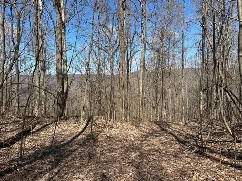 176+/-acres Unrestricted wooded property.