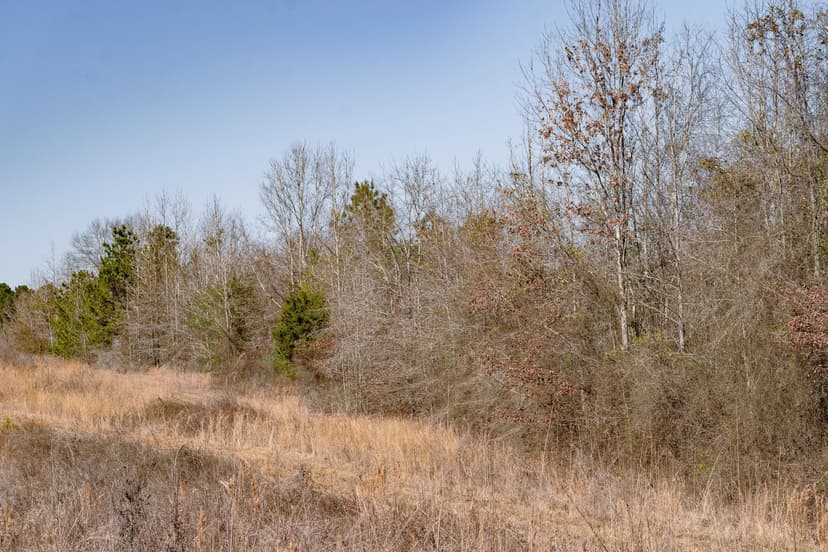 Woodville 45 - SW Lincoln Parish Timber Tract