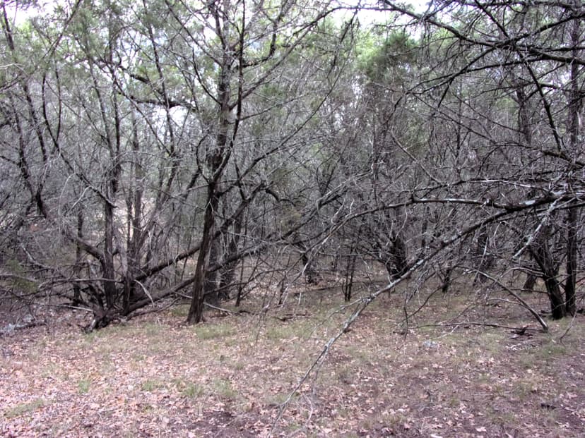 Deer Hunter's Delight