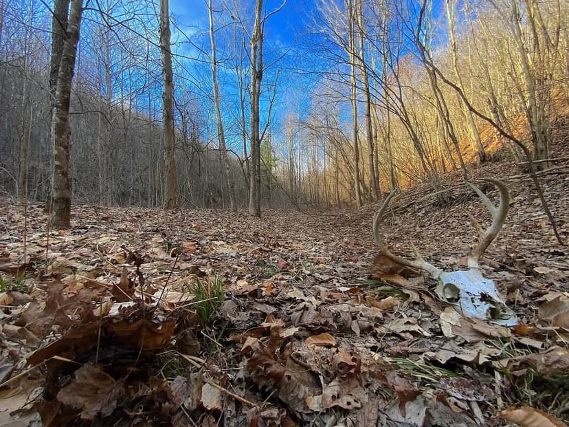 Kelly Rd - 382 acres - Vinton County