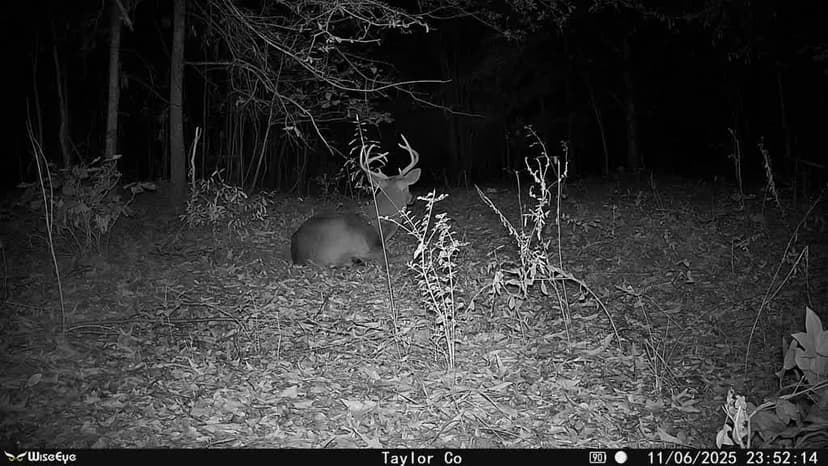 Buck Creek Hill Plantation - Taylor County GA