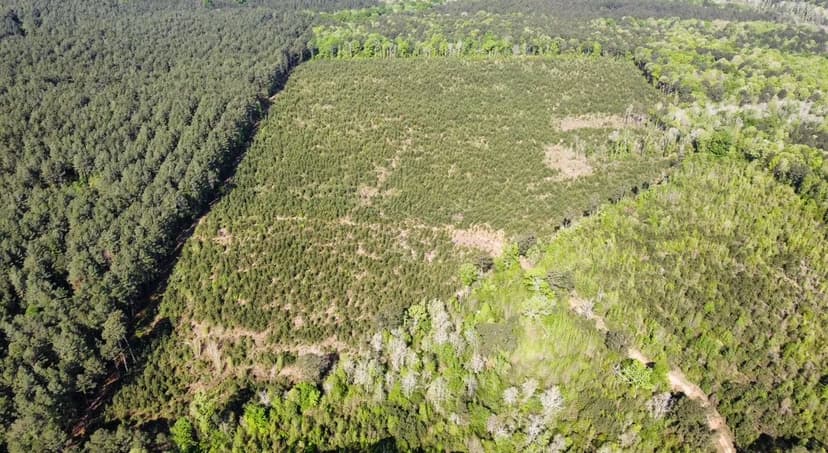 Jackson Parish Timber Tract 2