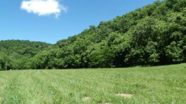 247.31 AC W/ CREEK THROUGH THE PROPERTY, MARKETABLE TIMBER, BUILDING SITES & MORE