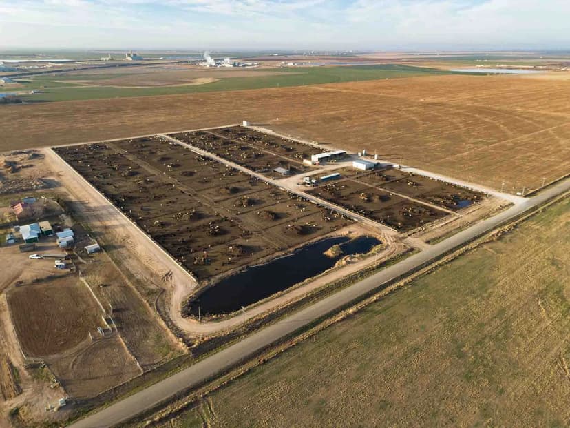 Crow Cattle Growyard 