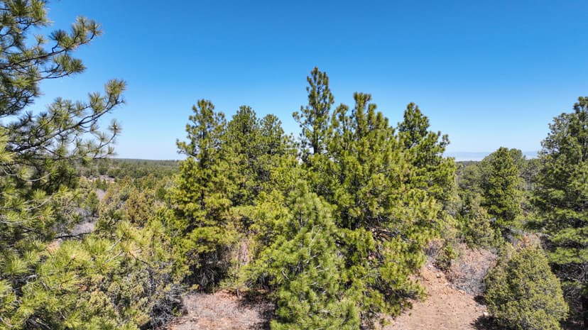 40 Acres | NO HOA | SW Colorado | Horsfly Creek running through property