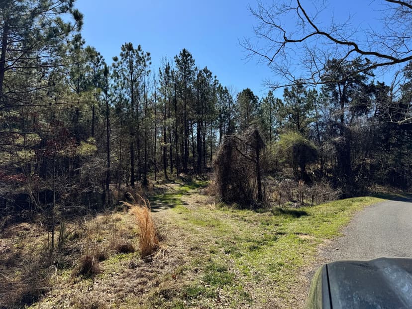 600 Acres Claiborne County Hunting Land Timber Investment