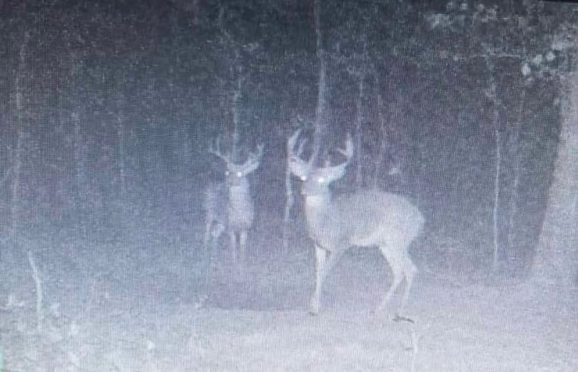 80+/- AC of Prime Recreational Hunting Ground in Winona, MO