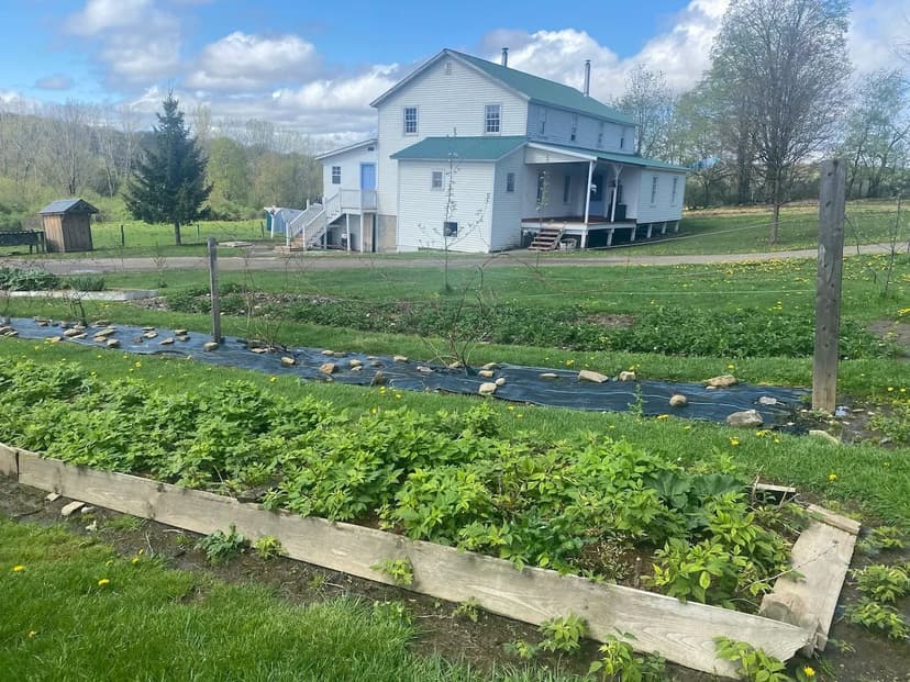 10 acre Amish Farm with Shop, Barns and a Pasture in Allen NY 4479 Carson Road