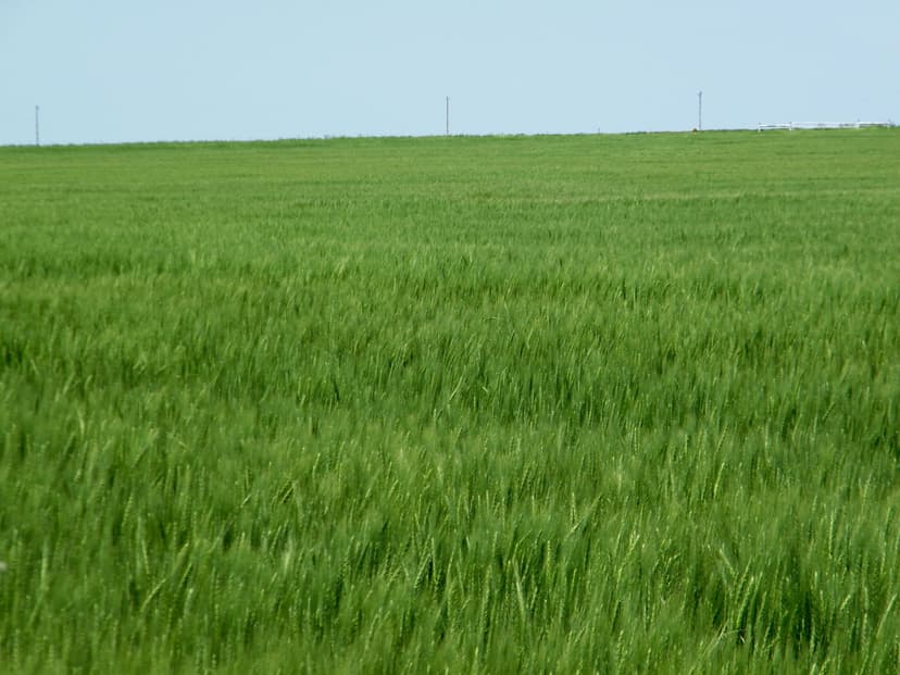 160 Acres of Wheat Production and Grazing - Kingfisher, OK