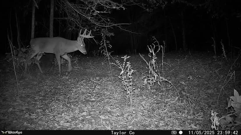 Buck Creek Hill Plantation 45 Acres 