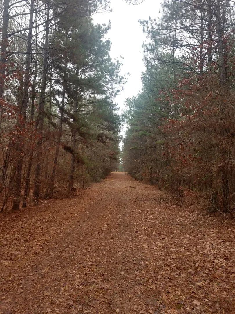 Acadia Land LLC, Bienville Parish, 137 Acres +/-
