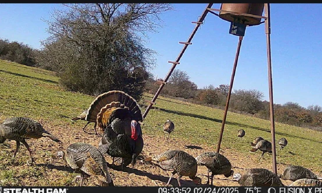 New Listing!! 41.721 Acres, Callahan County in Baird, Texas - photo 11