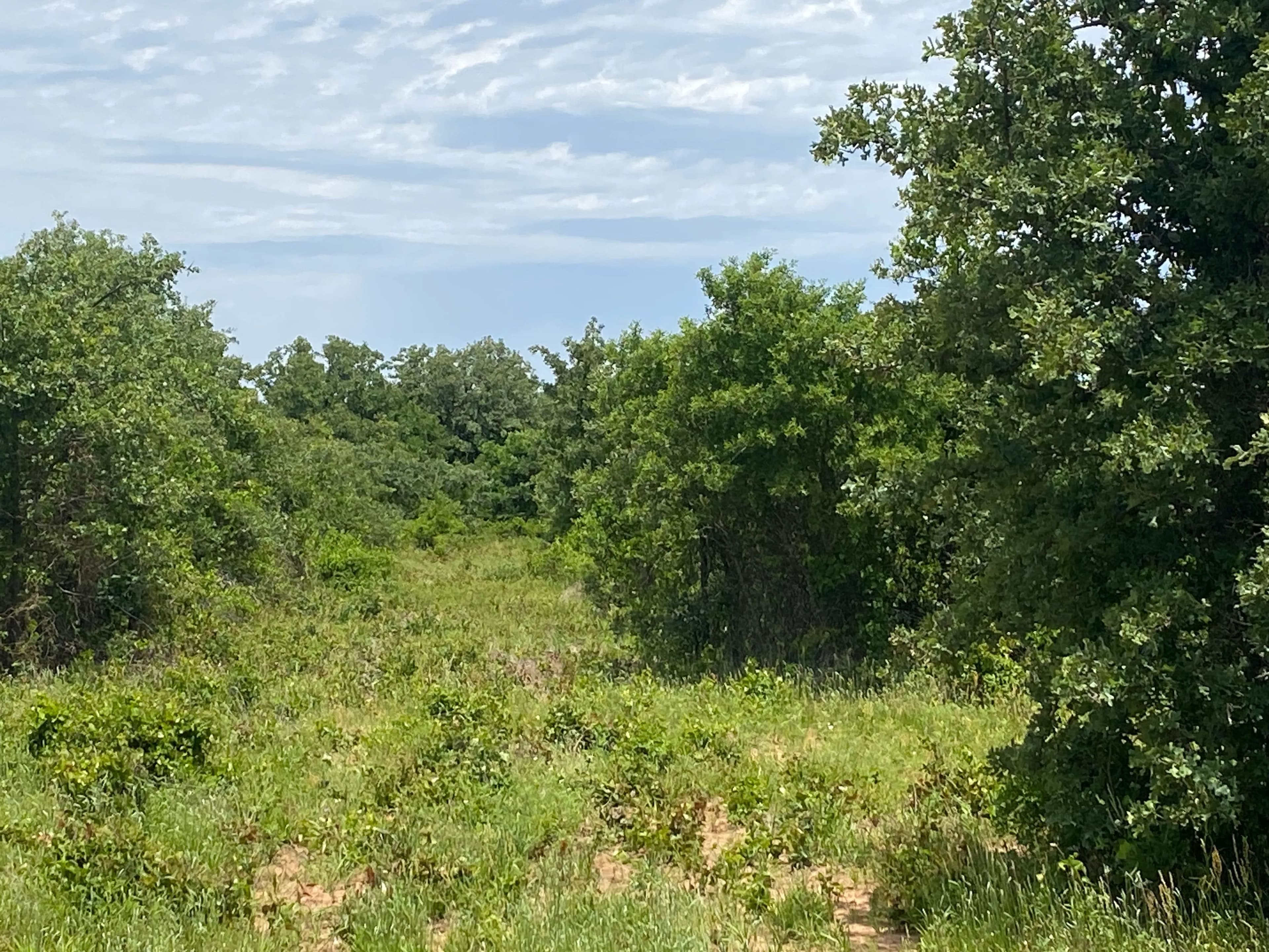 New Listing!! 41.721 Acres, Callahan County in Baird, Texas - photo 2