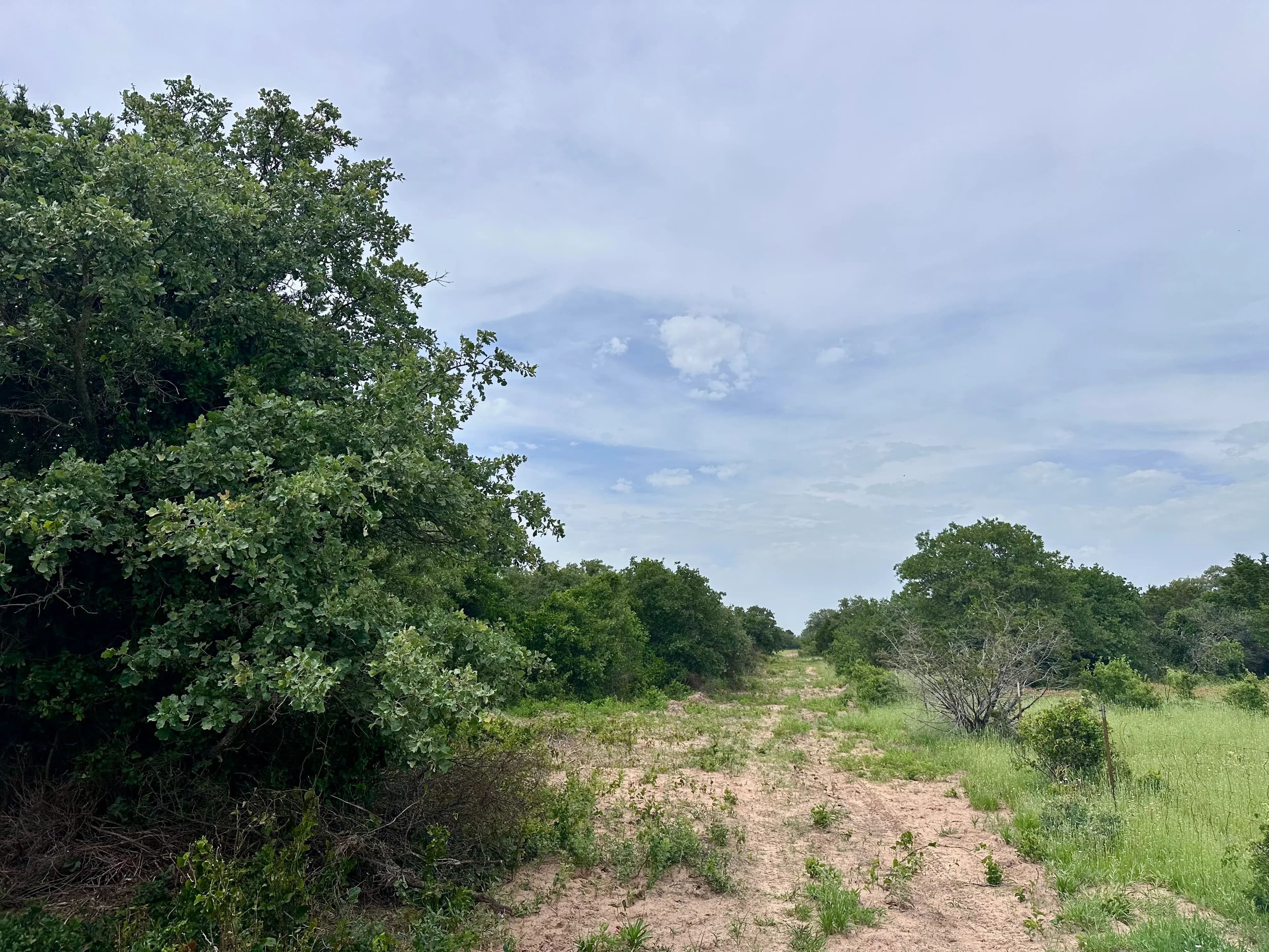 New Listing!! 41.721 Acres, Callahan County in Baird, Texas - photo 25