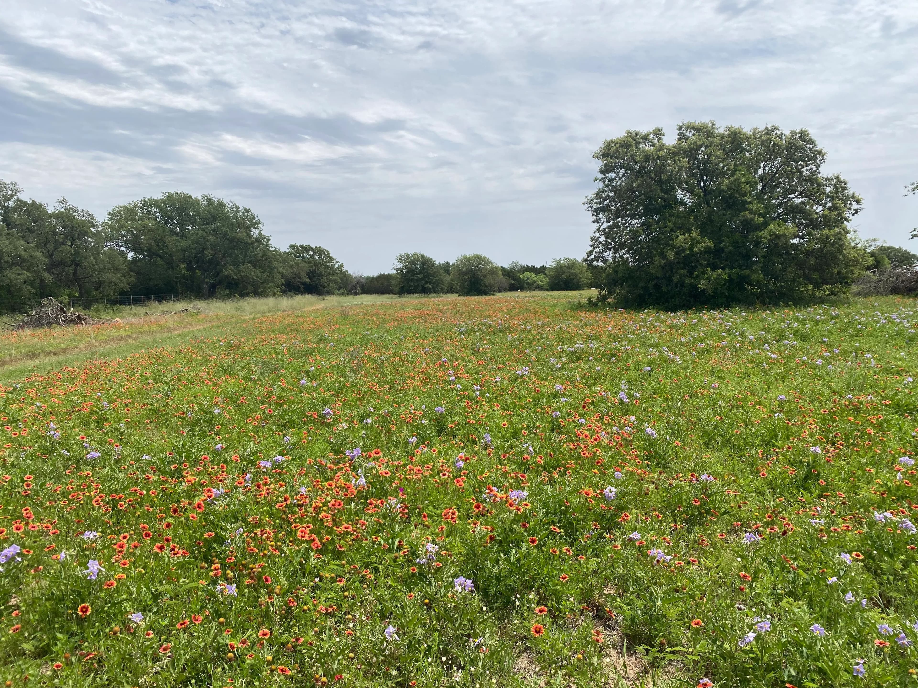 New Listing!! 41.721 Acres, Callahan County in Baird, Texas - photo 30