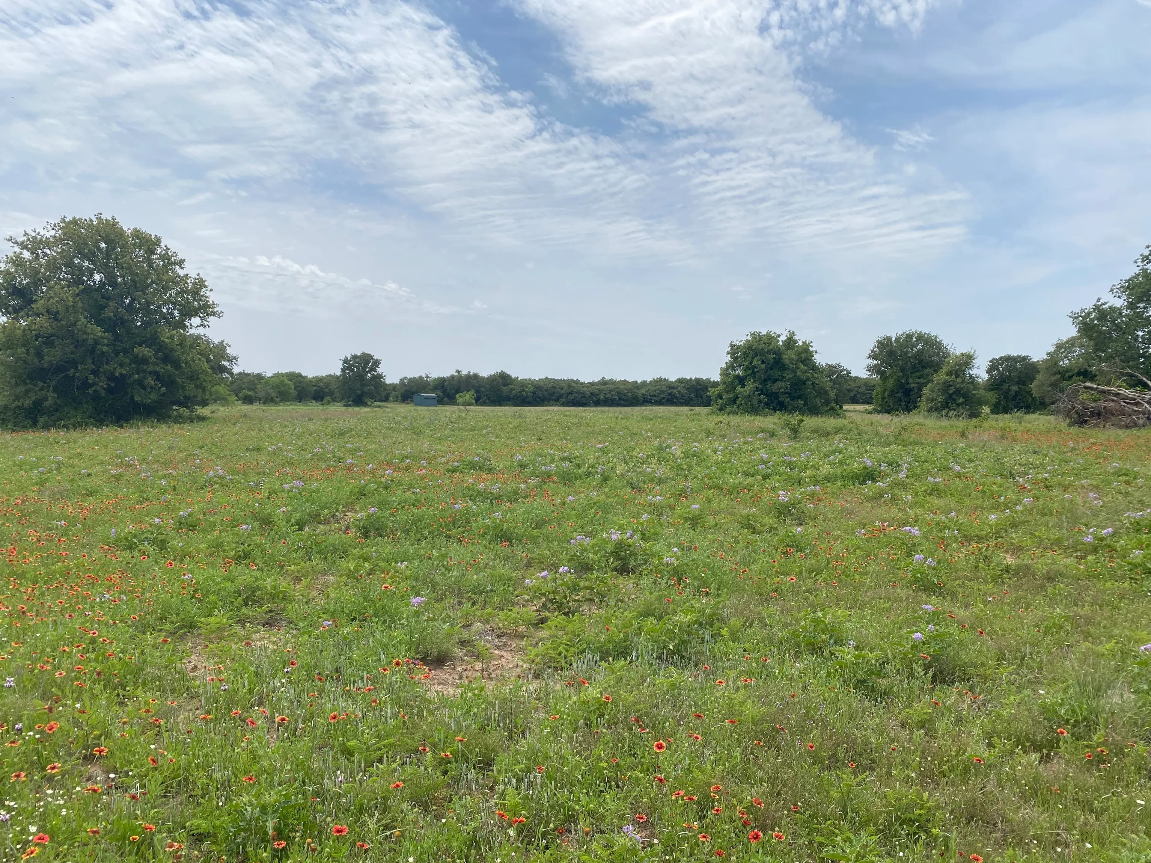 New Listing!! 41.721 Acres, Callahan County in Baird, Texas - photo 31