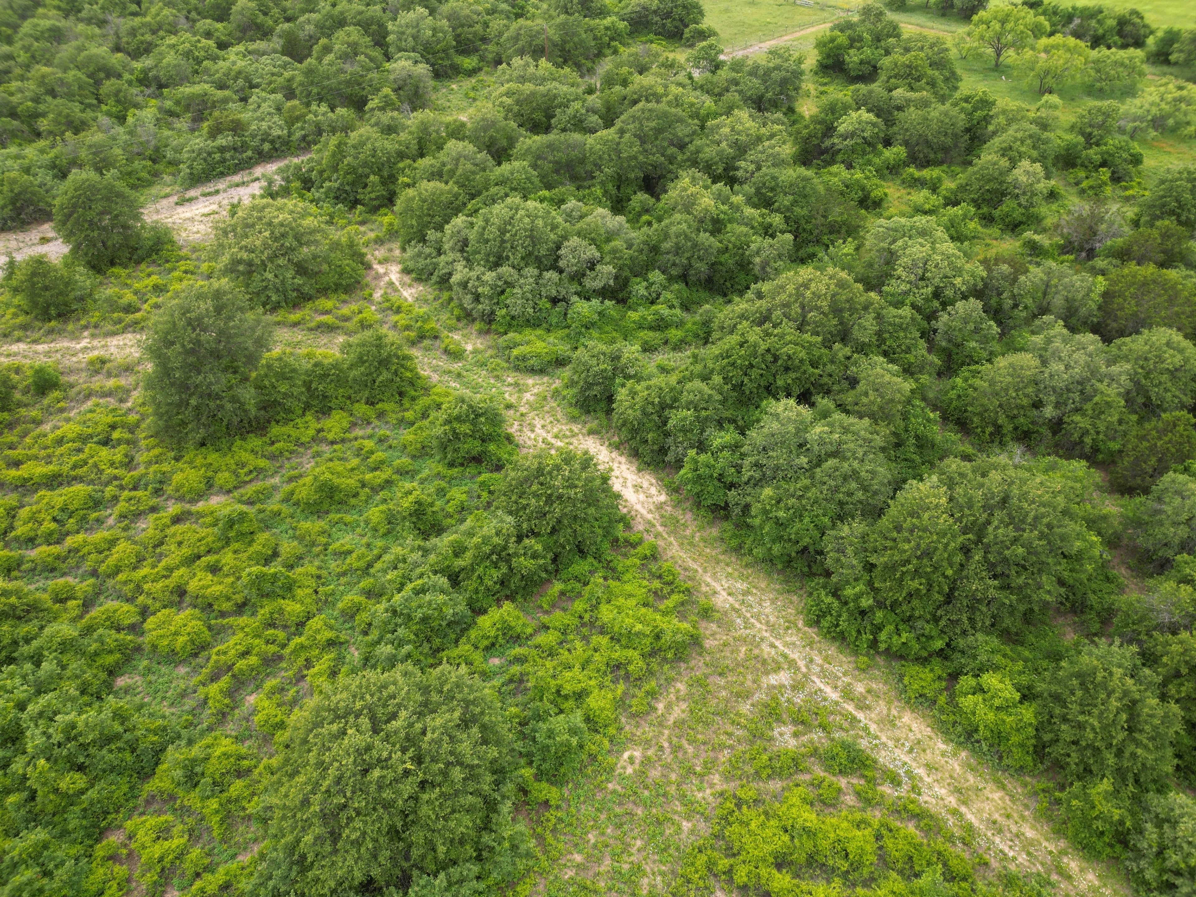 New Listing!! 41.721 Acres, Callahan County in Baird, Texas - photo 7