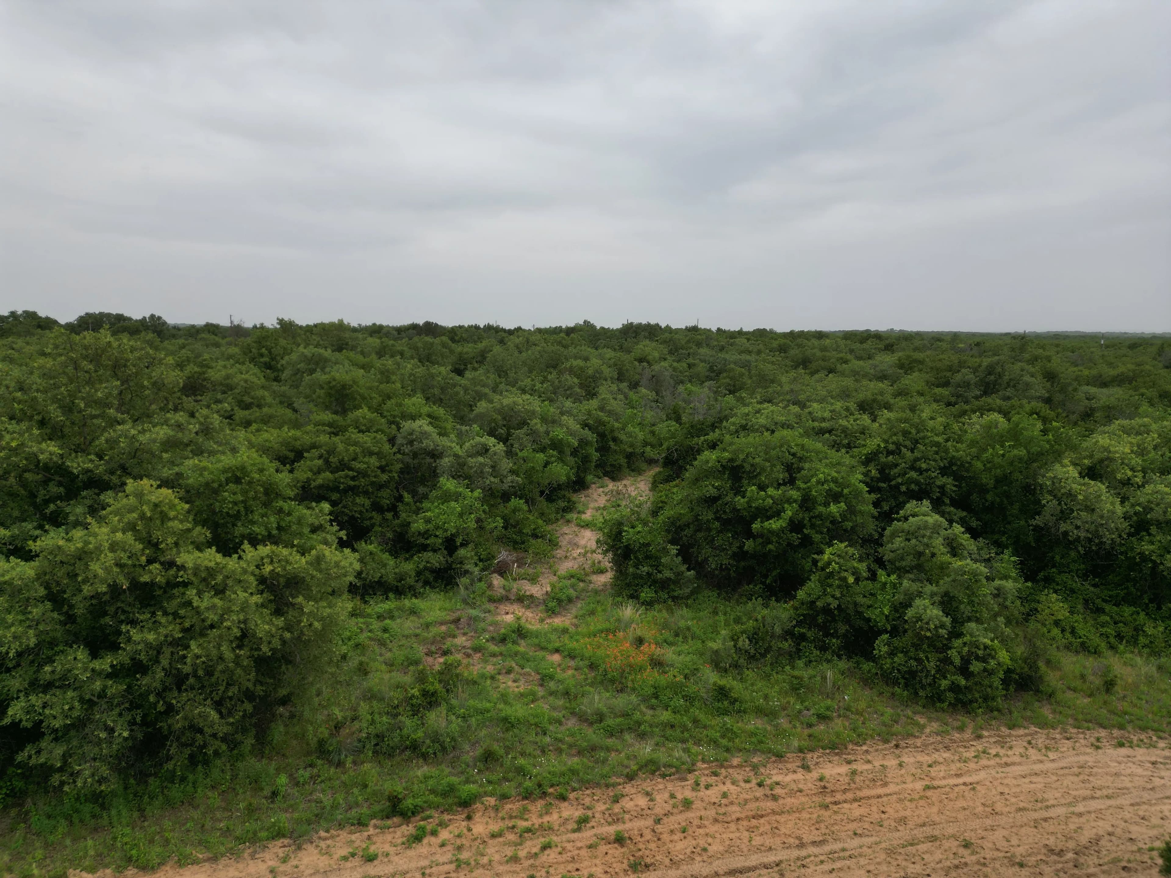 New Listing!! 41.721 Acres, Callahan County in Baird, Texas - photo 8