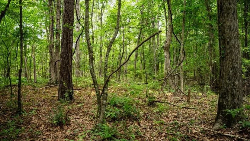 Affordable Hunting Land in Morehouse Parish, LA