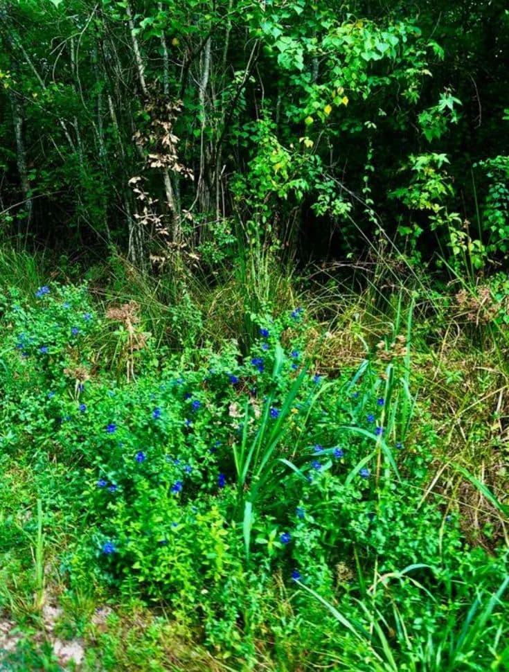 TBD State Highway 242