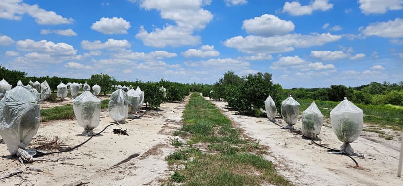 45 Acres – Valencia Grove with 10” Well in Polk County, FL