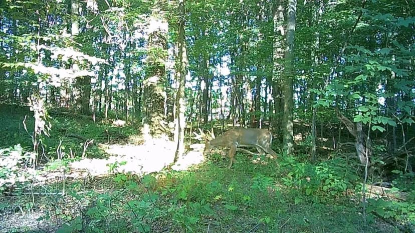 21.6 +/- ACRES / BATTLE CREEK, MI / BARRY COUNTY / LAND FOR SALE