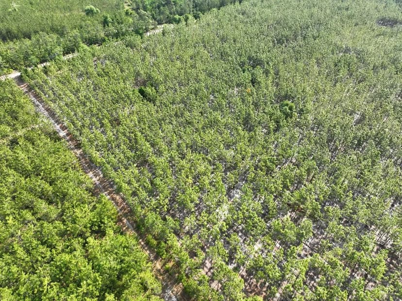 10 +/- Ac Recreational Timberland for Sale in Charlton County, GA