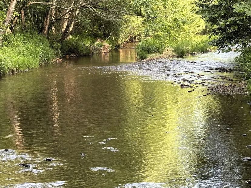 Walnut Grove 388 Acre Recreational and Timber Tract