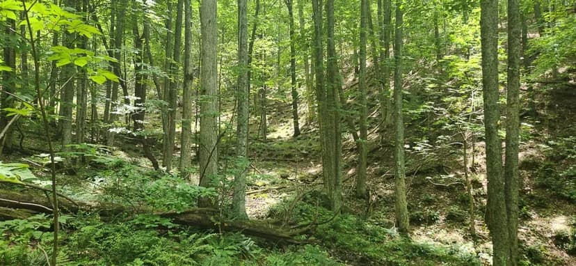 UNDER CONTRACT!!  34.31 acres of Recreational & Hunting Land For Sale in Giles County, VA!