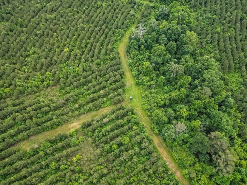 Hunting Land in Morehouse Parish, LA - Cypress Bayou 85